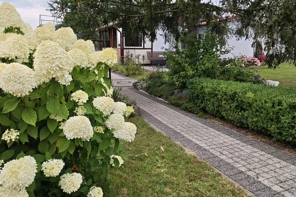 Kwitnące hortensje przy wyłożonej kostką ścieżce prowadzącej do domku 1 w U Marianny