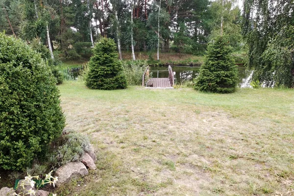 Staw z drewnianym pomostem widziany od strony ogrodu, między świerkami i brzozami